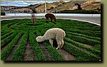 20251203_081218.jpg
