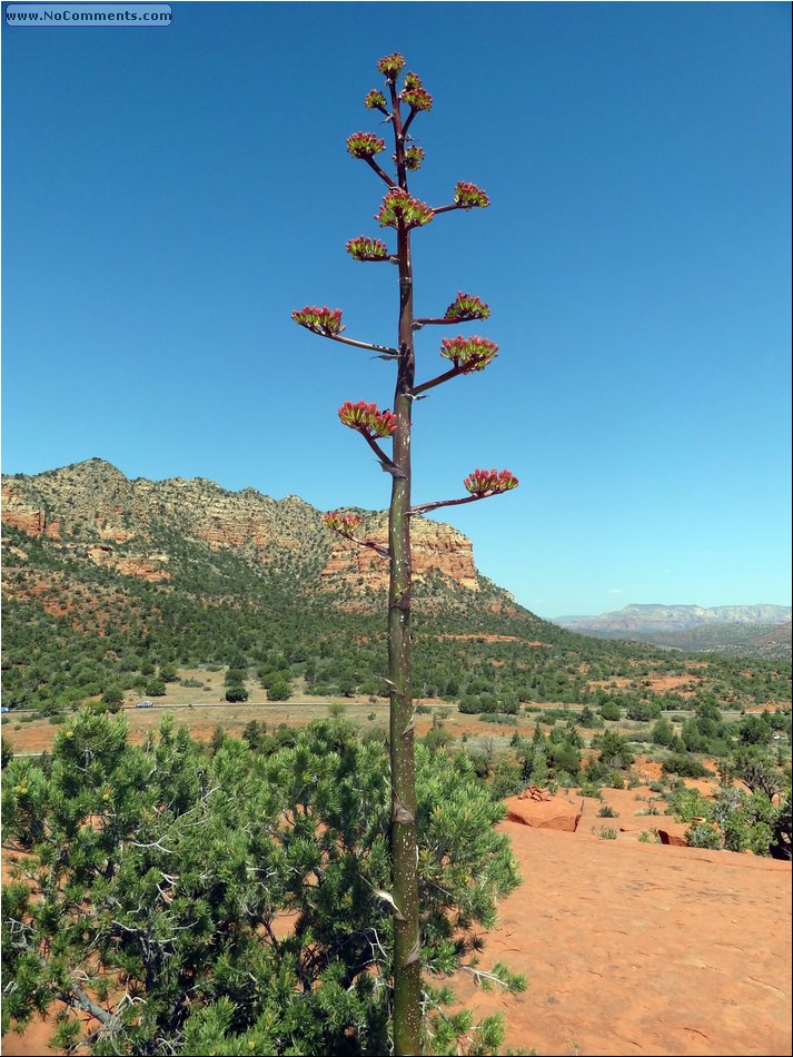 Cactus 03.JPG