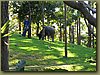 Four Seasons Water Buffalo 2 - Chiang Mai.jpg
