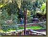 Four Seasons Water Buffalos - Chiang Mai.jpg