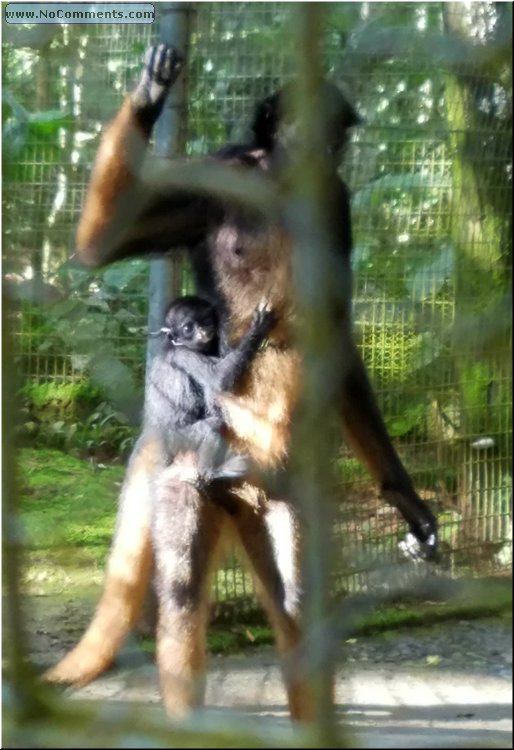 Animal_Rescue_Mission_04.jpg