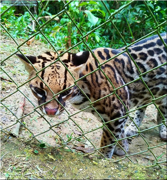 Animal_Rescue_Mission_08.jpg