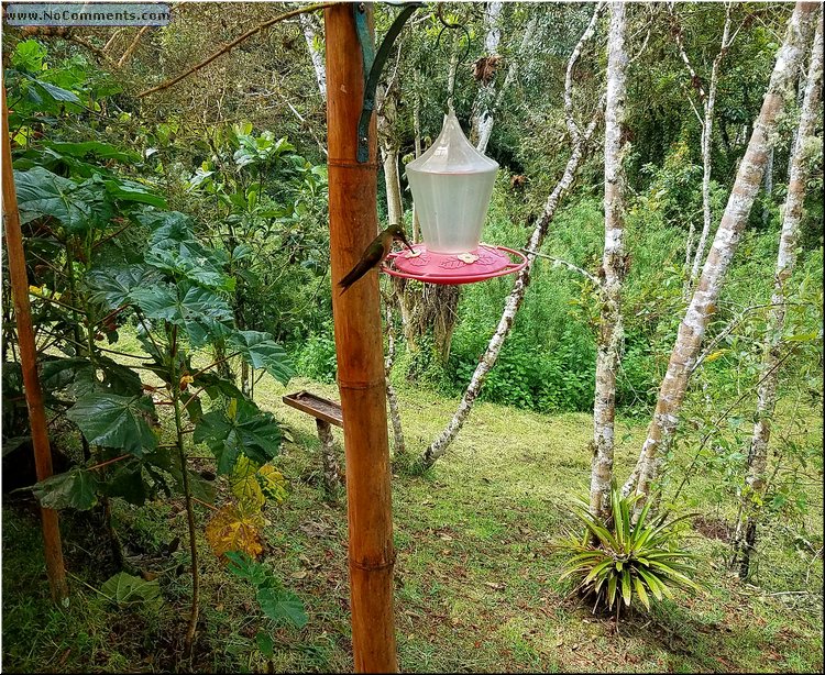 Colibri_02.jpg