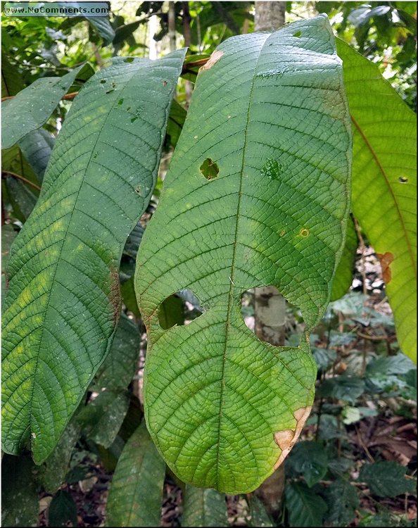Jungle_excursion_19.jpg